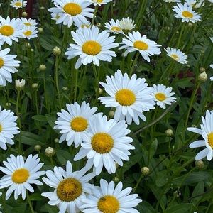 Meet your Posher, Marilynn